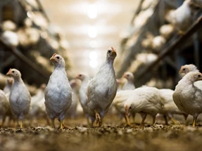 Eirik-Halvorsen-Borge-Undheim-web%20(12)