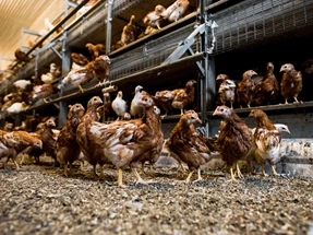 Eirik-Halvorsen-Borge-Undheim-web%20(15)